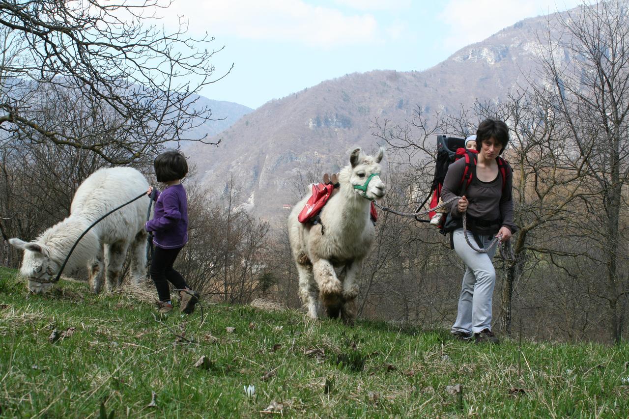 Il Capriolo Felice - Agriturismo Bed & Breakfast Lastebasse ภายนอก รูปภาพ